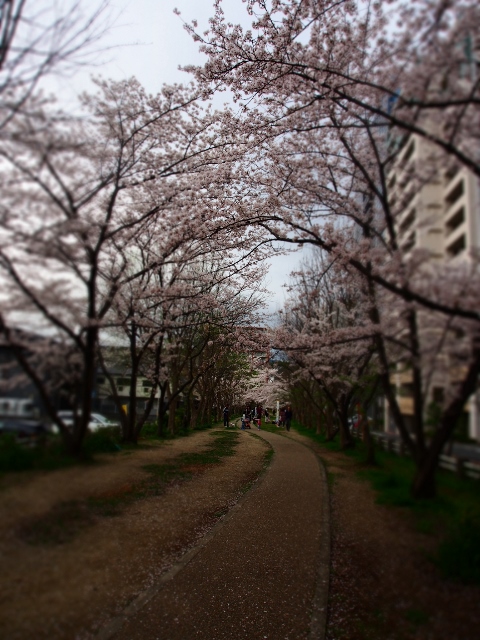 桜が満開です。