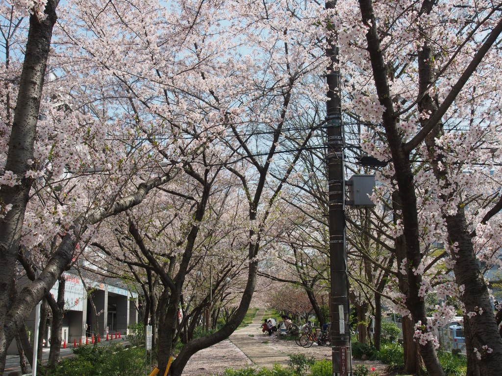 桜が満開です