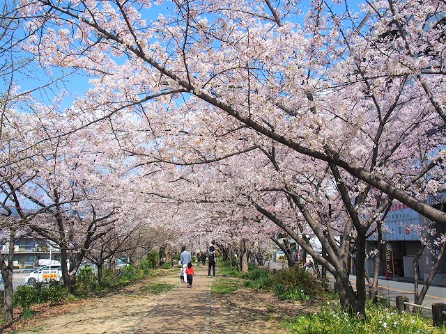 桜が満開です